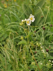 Drymocallis rupestris