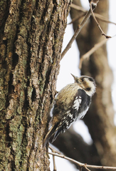 Yungipicus canicapillus