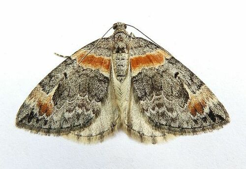 Orange-barred Carpet Moth photo 5