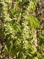 Ocimum