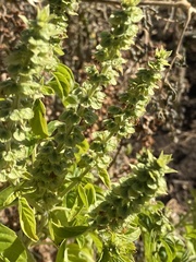 Ocimum