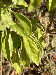 Ocimum