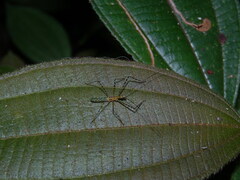 Zelus annulosus