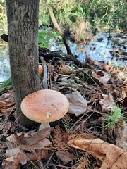 Amanita persicina