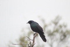 Lamprotornis australis