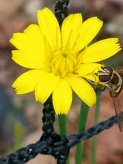 Hieracium venosum