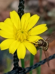 Hieracium venosum