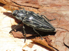 Chalcophora mariana