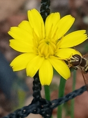 Hieracium venosum