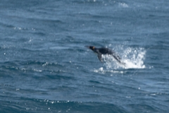 Aptenodytes patagonicus