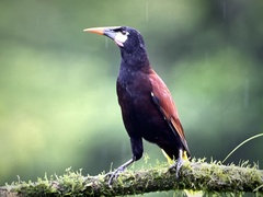 Psarocolius montezuma