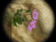 Erodium chium