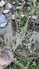 Stemodia durantifolia