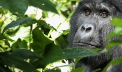 Gorilla beringei beringei