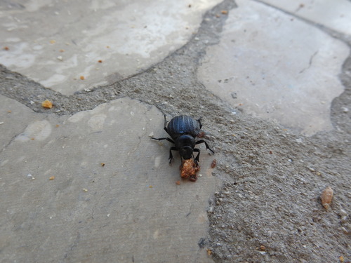 Pimelia bipunctata