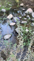 Stemodia durantifolia