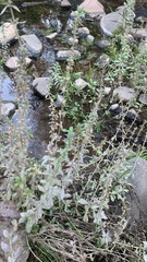 Stemodia durantifolia