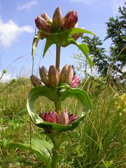Gentiana pannonica
