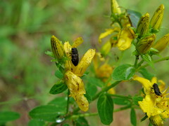 Anthaxia quadripunctata