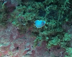 Felimida purpurea