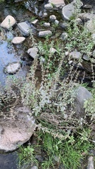 Stemodia durantifolia