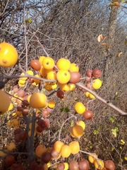 Malus sylvestris