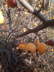 Malus sylvestris