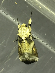 Spodoptera latifascia