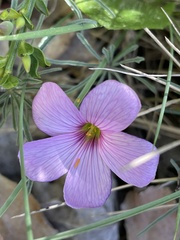 Oxalis laciniata