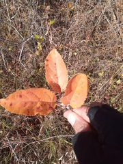 Malus sylvestris