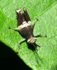 Ommatolampidinae