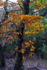 Quercus kelloggii