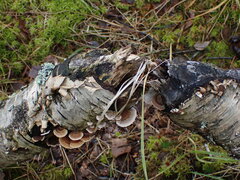 Trametes ochracea