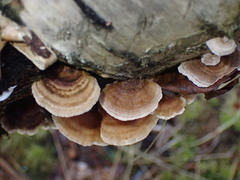 Trametes ochracea