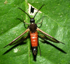 Sesiinae