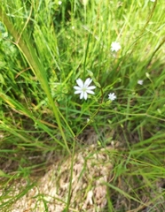 Stellaria graminea