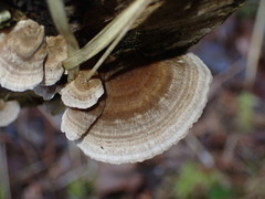 Trametes ochracea