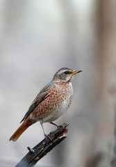 Turdus naumanni