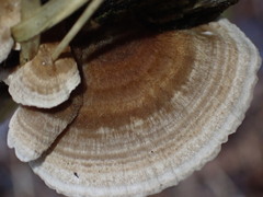 Trametes ochracea