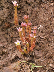 Sedum villosum