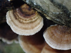 Trametes ochracea