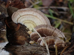 Trametes ochracea