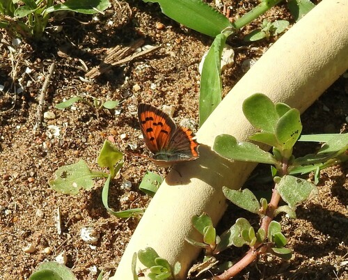 Small Copper