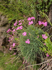 Dianthus gratianopolitanus
