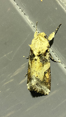 Spodoptera latifascia