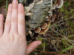 Trametes ochracea