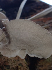 Trametes ochracea