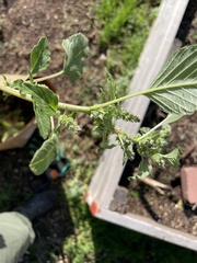 Amaranthus retroflexus