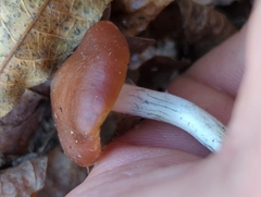 Psilocybe cyanescens