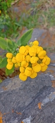 Calceolaria integrifolia